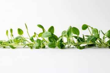 Illustrate a single vine of sunflower sprouts intertwined with luscious pea shoots, viewed from a perspective close to the ground, against a clean white surface.,