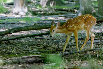 Fawn white-tailed deer in the forest