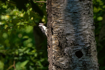 The hairy woodpecker (Leuconotopicus villosus). Natural scene from Wisconsin state park