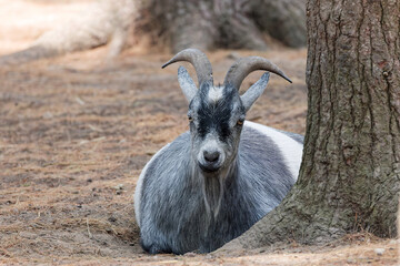 The American and African Pygmy goat is an American breed of achondroplastic goat.
