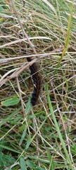 Lange Raupe im Dünengras in Dänemark