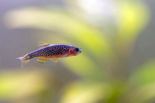 Galaxy rasbora freshwater fish - Danio margaritatus