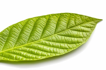 Obraz premium Luscious Sage Green Leaf on White Background