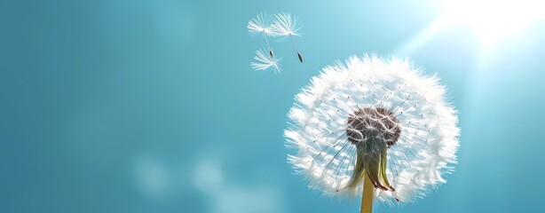 Obraz premium Dandelion with seeds blowing in the wind on a blue background