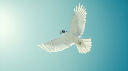 Obraz premium White Falcon in Flight