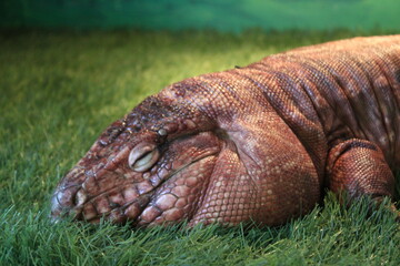 iguana on grass