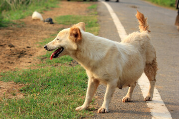 dog walking on the road