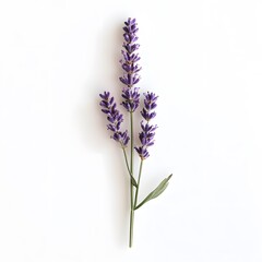 Naklejka premium A Single Lavender Stem with Multiple Flower Spikes Against a White Background