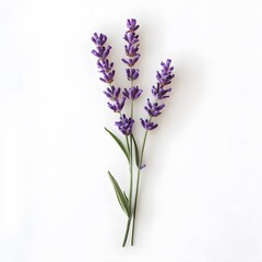Obraz premium Three Lavender Stems with Purple Flowers Against a White Background