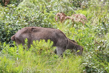 wild boar in the grass