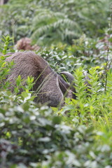 wild boar in the forest