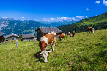 Obraz premium Alm on the Golm , Montafon Valley, State of Vorarlberg, Austria
