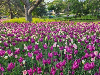field of tulips