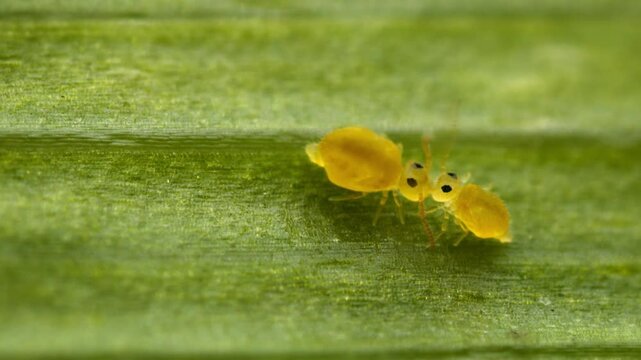Springtails, Insect, Bug, Leaf