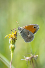Small heath butterfly Coenonympha pamphilus resting