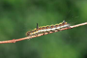 Closeup of a caterpillar of a grey dagger, Acronicta psi, moth crawling and eating