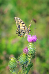 Old World swallowtail also common yellow swallowtail butterfly, Papilio machaon, feeding nectar of a purple thistle flower © Sander Meertins