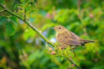 Singing Common Grasshopper warbler bird Locustella naevia in search for a mate during spring season