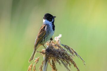 Singing common reed bunting, Emberiza schoeniclus, bird in the reeds on a windy day