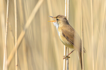 Eurasian reed warbler Acrocephalus scirpaceus bird singing in reeds during sunrise.