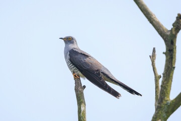 Common cuckoo, Cuculus canorus, resting and singing in a tree.
