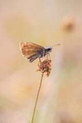 Mallow skipper, carcharodus alceae, butterfly perched in a meadow