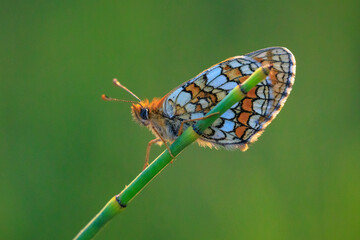 Heath fritillary butterfly, melitaea athalia, pollinating