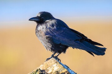 Closeup of a carrion crow Corvus corone black bird perched
