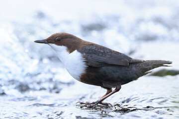 Northern white-throated dipper, cinclus cinclus cinclus, foraging in water