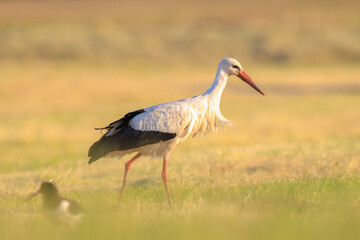 Stork, Ciconia ciconia, foraging in grass