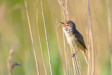 Close up of a great reed warbler, acrocephalus arundinaceus, bird singing in reeds