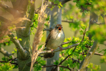 Cetti's warbler, cettia cetti, bird singing and perched