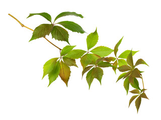 Parthenocissus twig with colorful autumn leaves isolated on white or transparent background