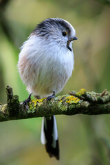 Closeup of a long-tailed tit or long-tailed bushtit, Aegithalos caudatus, bird foraging in a forest