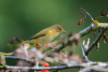 Common chiffchaff bird Phylloscopus collybita foraging red berries