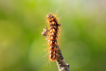 Closeup of a caterpillar or larva of a Acronicta rumicis, the knot grass moth