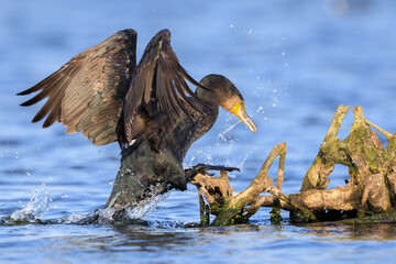 Great Cormorant bird, Phalacrocorax carbo, drying wings