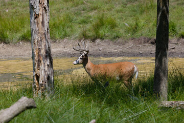 White- tailed deer, an unusually colored deer with velvet antlers