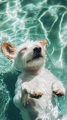 a dog floating in a body of water in the pool