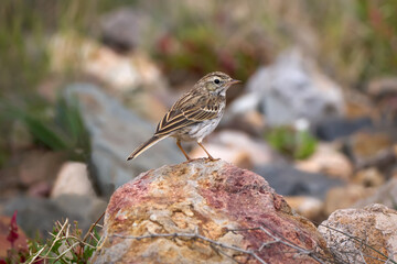 Kanarenpieper (Anthus berthelotii) steht auf einem Stein in einem Garten - Betancuria, Fuerteventura