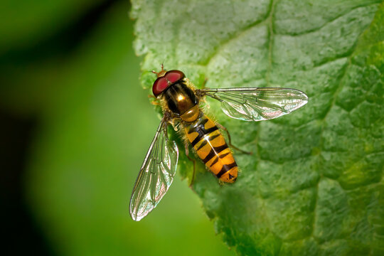 Hainschwebfliege (Episyrphus balteatus) M&auml;nnchen dorsal, sitzt auf dem Rand von einem gr&uuml;nen Blatt - Baden-W&uuml;rttemberg, Deutschland