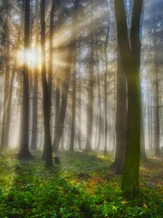Foggy forest with sun rays