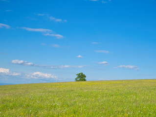 Obraz premium Green meadow at spring daylight