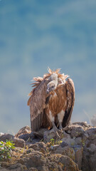 Majestic bird Griffon vulture
