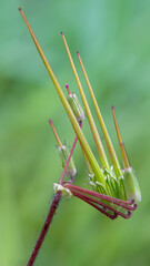 Redstem stork's bill fruits - Erodium cicutarium