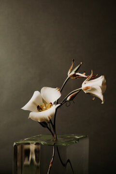 Sego Lily 5 Far.