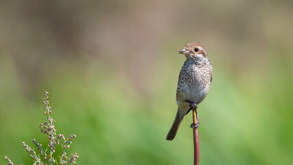 Red-backed shrike female - Lanius collurio