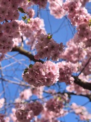 cherry tree blossom