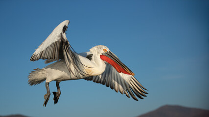 Dalmatian pelican - Pelecanus crispus