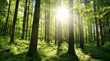 Obraz premium Lush Green Forest with Sunlight Through Trees